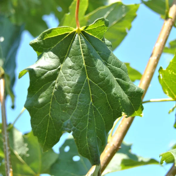 Acer saccharum BELLE TOWER ('Reba') – Suikeresdoorn (cv)