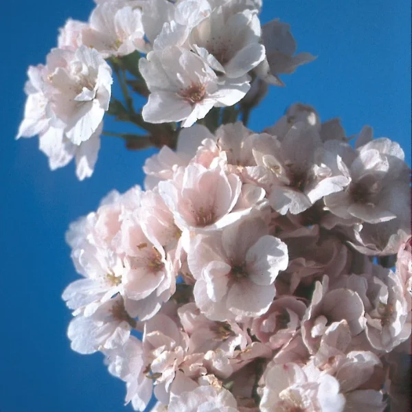 Malus 'Almey' – Sierappel (cv)