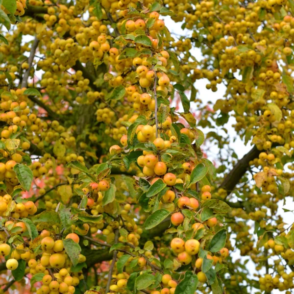 Malus 'Butterball' – Sierappel (cv)