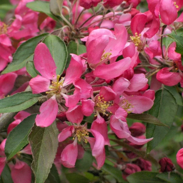 Malus 'Cheal's Weeping' – Sierappel (cv)