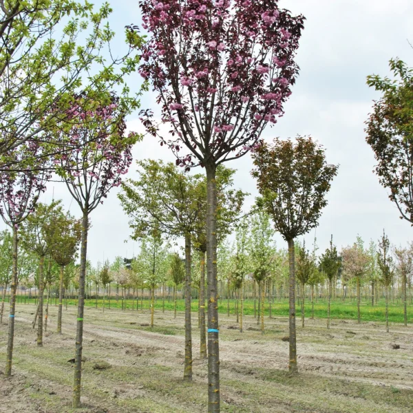 Malus POM'ZAI ('Courtabri') – Sierappel (cv)