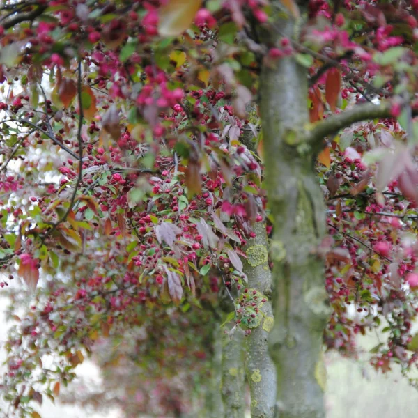 Malus 'Eleyi' – Sierappel (cv)