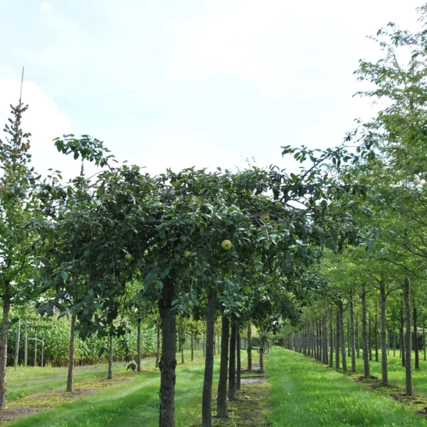 Malus 'Elise Rathke' – Sierappel (cv)