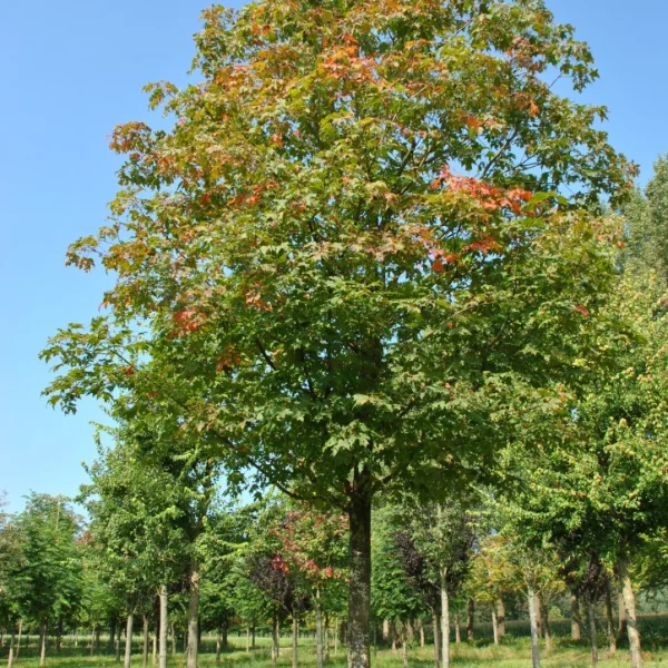 Acer saccharum 'Green Mountain' – Suikeresdoorn (cv)