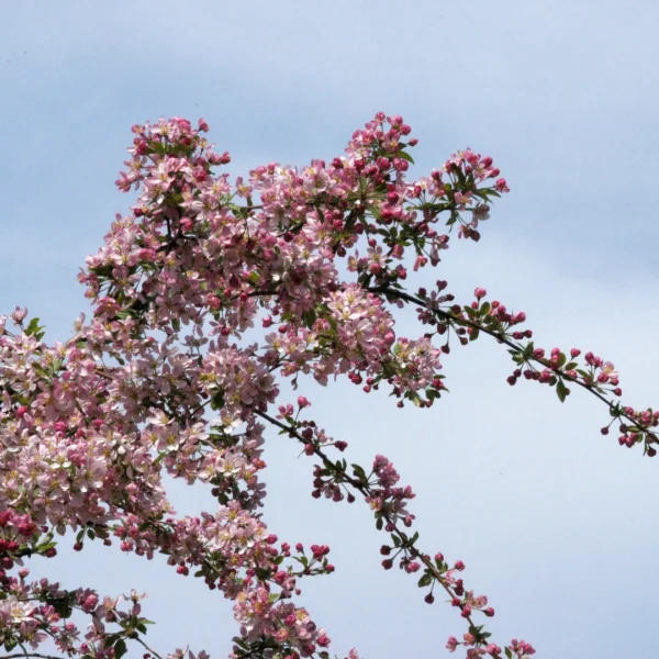 Malus 'Hillieri' – Sierappel (cv)