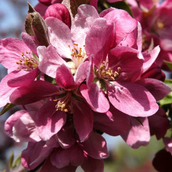 Malus 'Hopa' – Sierappel (cv)