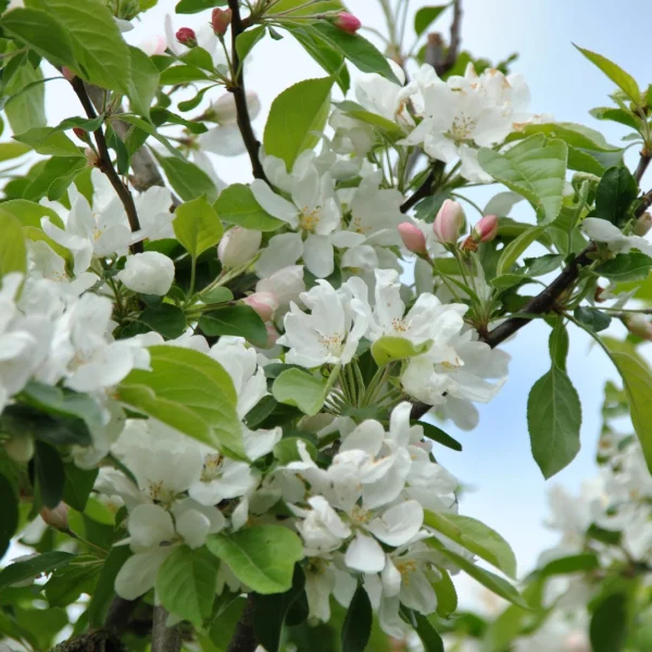 Malus 'John Downie' – Sierappel (cv)