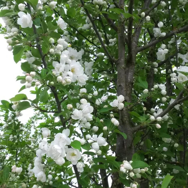Malus MADONNA ('Mazam') – Sierappel (cv)