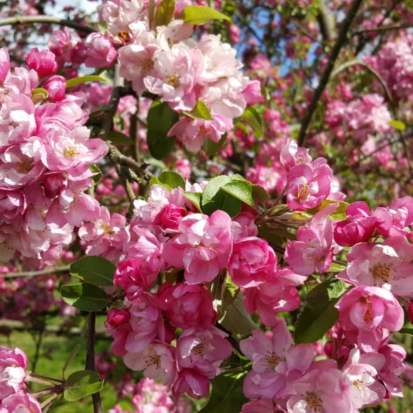 Malus magdeburgensis – Sierappel