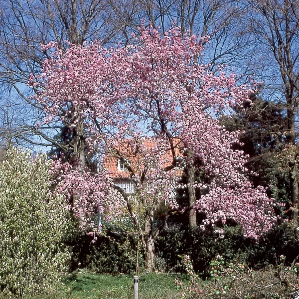 Malus 'Makamik' – Sierappel (cv)