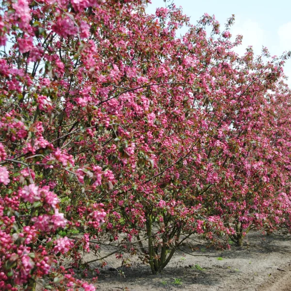 Malus 'Mokum' – Sierappel (cv)