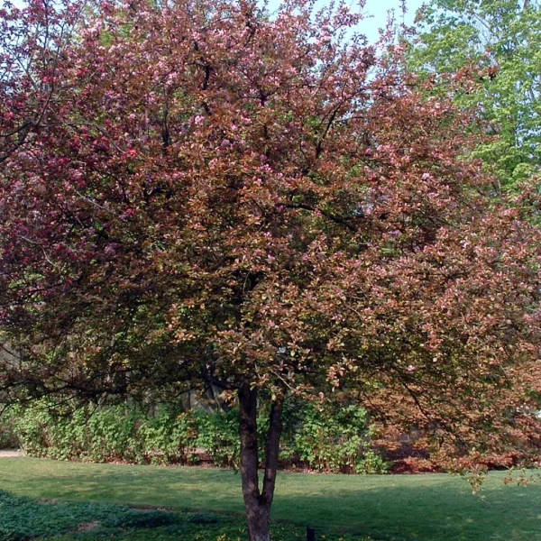 Malus 'Neville Copeman' – Sierappel (cv)