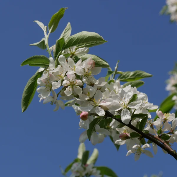 Malus 'Pom Zai' – Sierappel (cv)