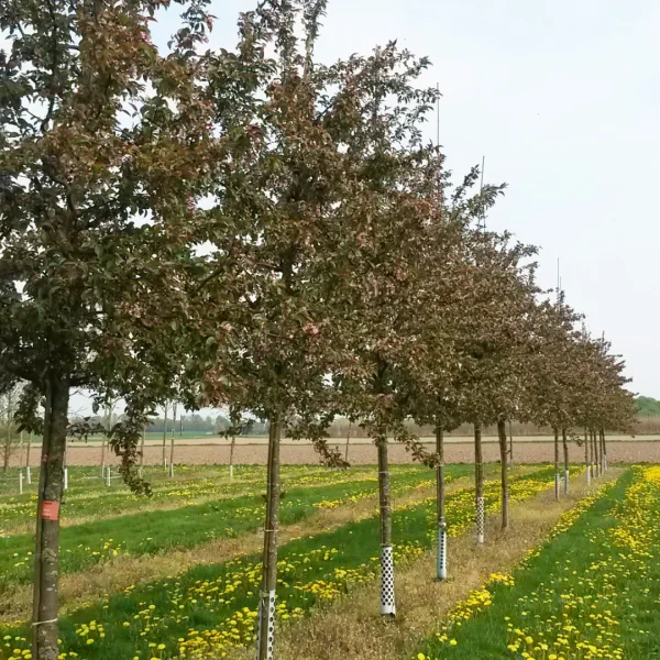 Malus 'Red Baron' – Sierappel (cv)