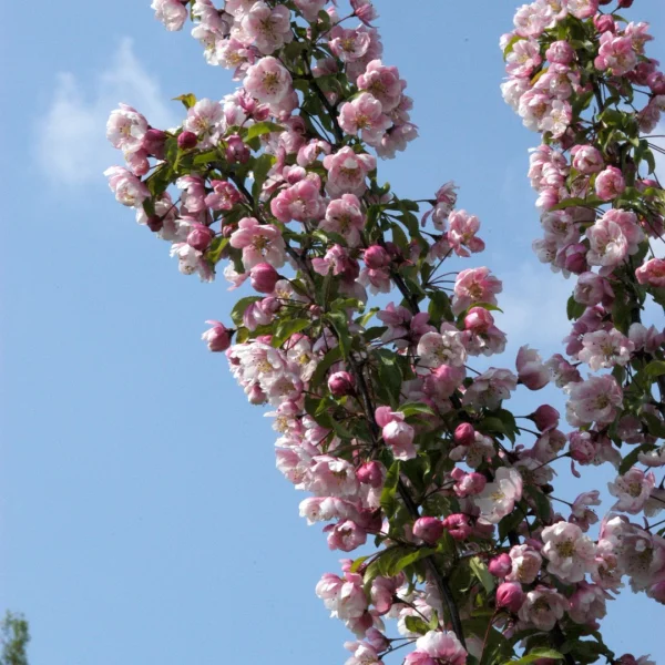 Malus 'Van Eseltine' – Sierappel (cv)