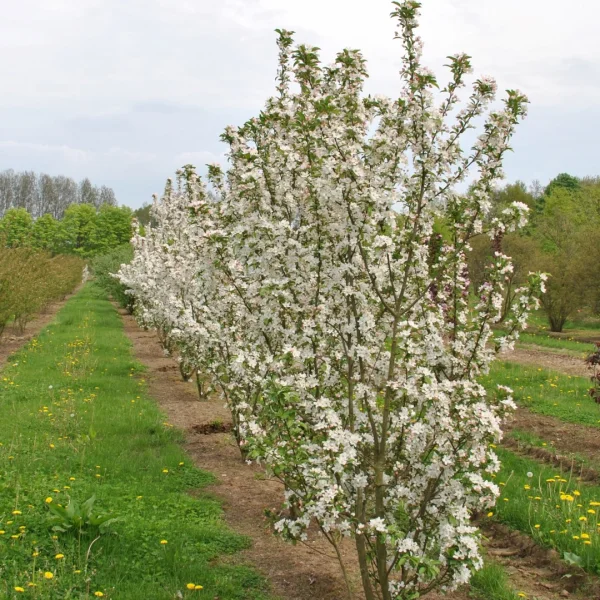 Malus 'White Angel' – Sierappel (cv)
