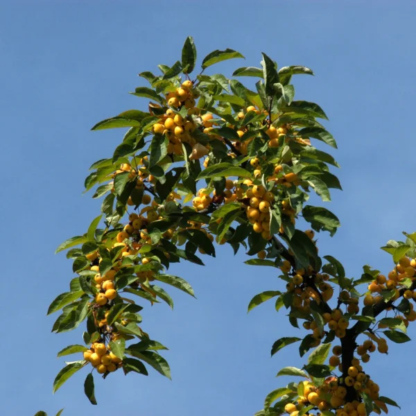 Malus 'Winter Gold' – Sierappel (cv)