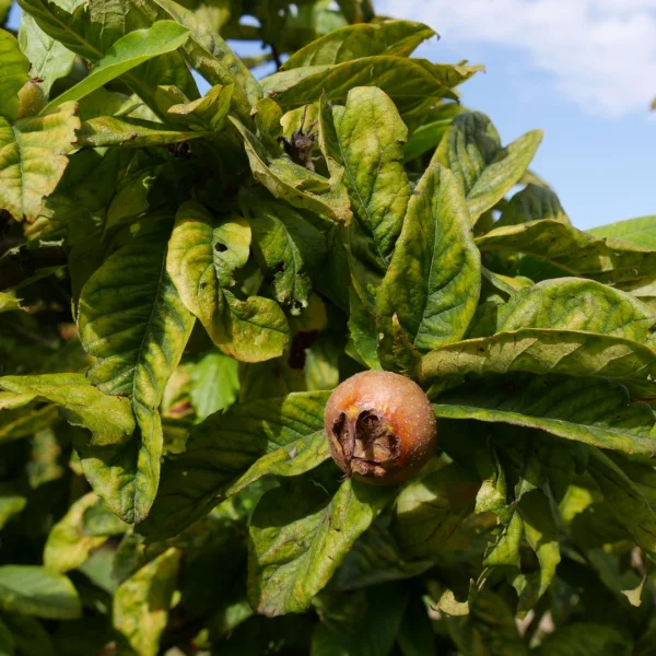Mespilus germanica 'Macrocarpa' – Grootvruchtige mispel