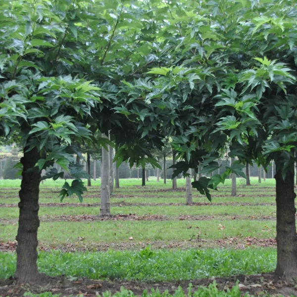 Morus alba 'Fruitless' – Vruchtloze witte moerbei (cv)
