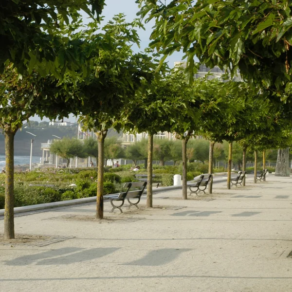 Morus alba 'Macrophylla' – Witte moerbei (cv)
