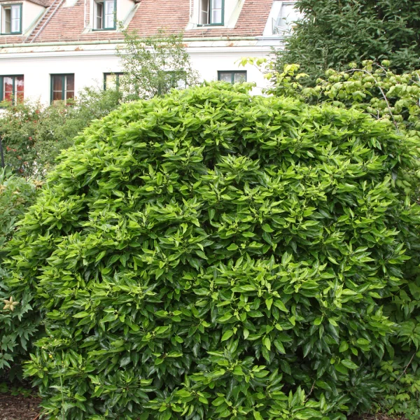 Morus alba 'Nana' – Witte moerbei (cv)