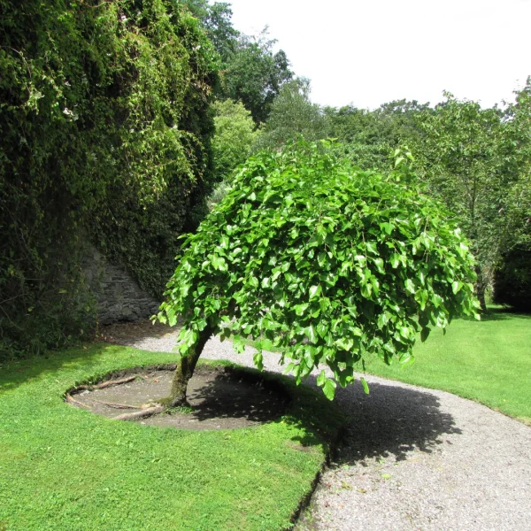 Morus alba 'Pendula' – Treurvormige witte moerbei (cv)