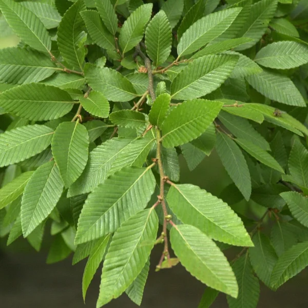 Nothofagus nervosa – Raoul