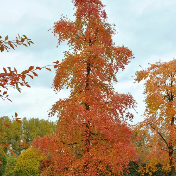 Nyssa sylvatica – Zwarte tupeloboom