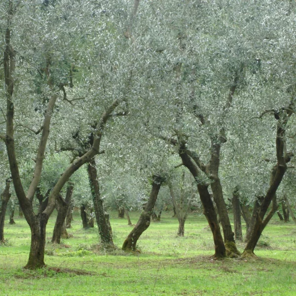 Olea europaea – Olijf