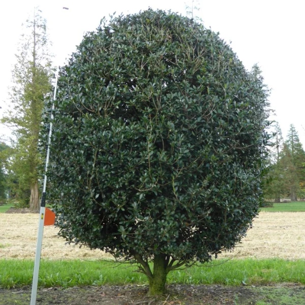 Osmanthus heterophyllus – Schijnhulst