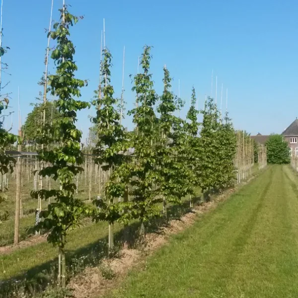 Parrotia persica 'Bella' – Perzisch ijzerhout (cv)
