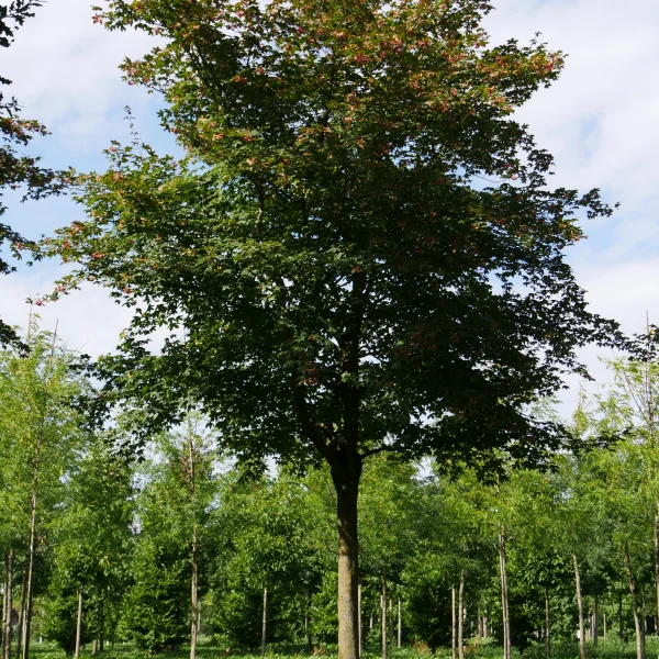 Acer ×zoeschense 'Annae'