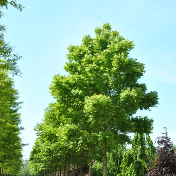Phellodendron amurense var. lavallei – Amur kurkboom (v)