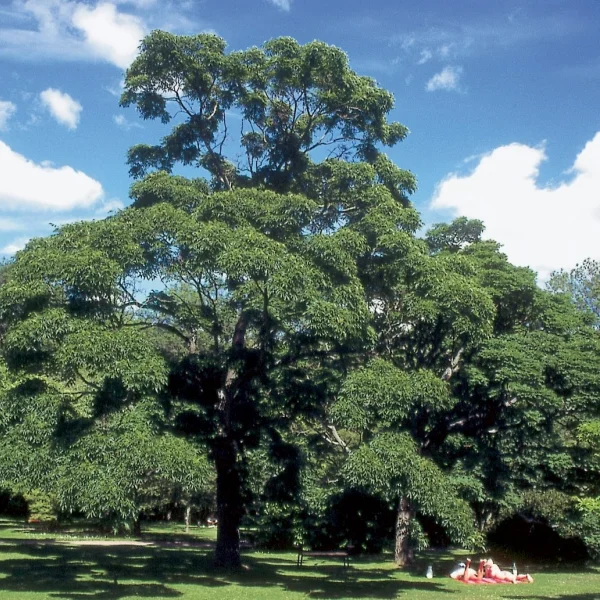 Phellodendron japonicum – Japanse kurkboom