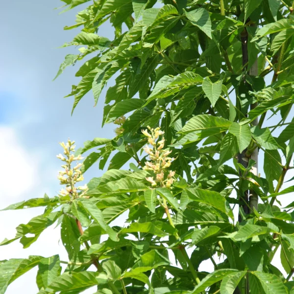 Aesculus 'Homestead' – Paardenkastanje (cv)