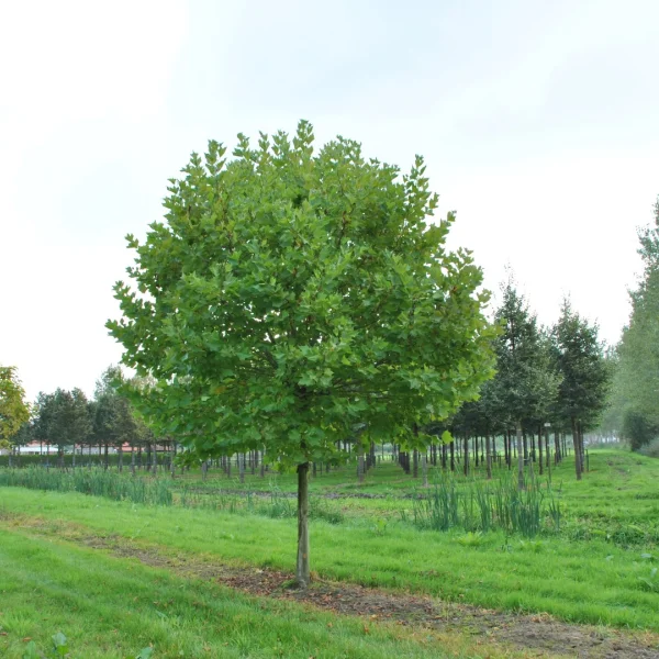 Platanus ×hispanica 'Alphen's Globe' – Bolplataan