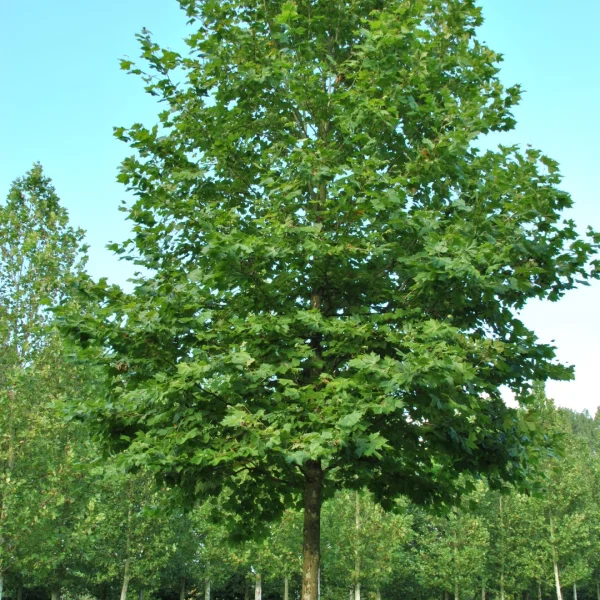 Platanus ×hispanica 'Huissen' – Plataan (cv)