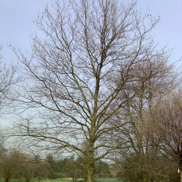 Platanus ×hispanica 'Pyramidalis' – Plataan (cv)