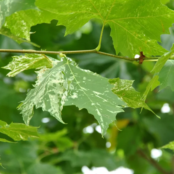 Platanus ×hispanica 'Suttneri' – Plataan (cv)
