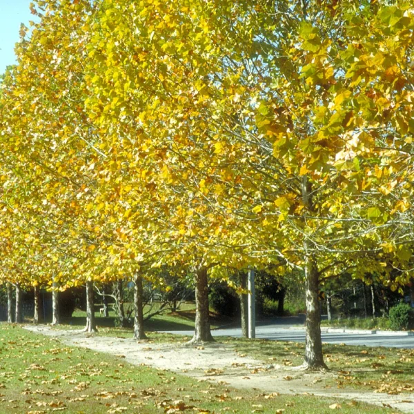 Platanus occidentalis – Westerse plataan
