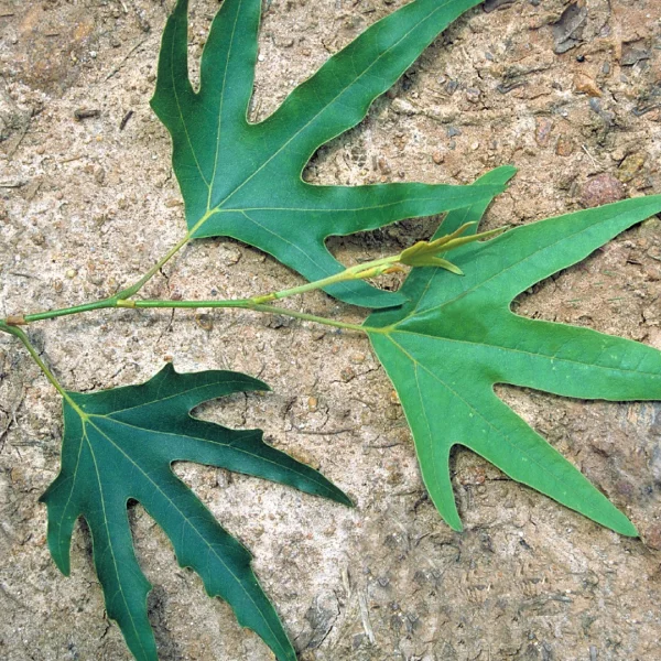 Platanus orientalis 'Digitata' – Oosterse plataan (cv)