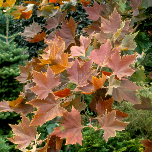 Platanus orientalis 'Mirkovec' – Oosterse plataan (cv)