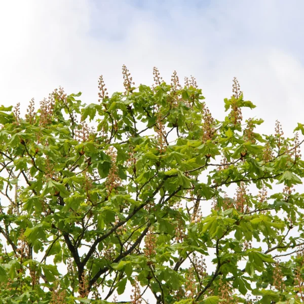 Aesculus ×carnea 'Plantierensis' – Rode paardenkastanje (cv)