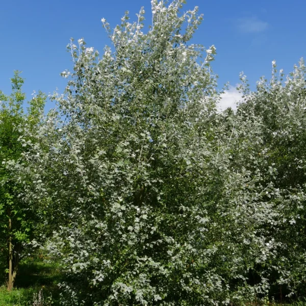 Populus alba – Witte abeel