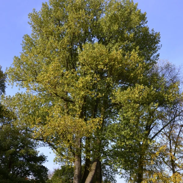 Populus ×canadensis – Canada-populier, Zwarte hybride-populier