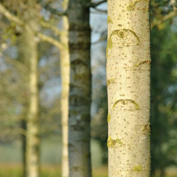 Populus ×canescens 'Witte van Haamstede' – Grauwe abeel (cv)
