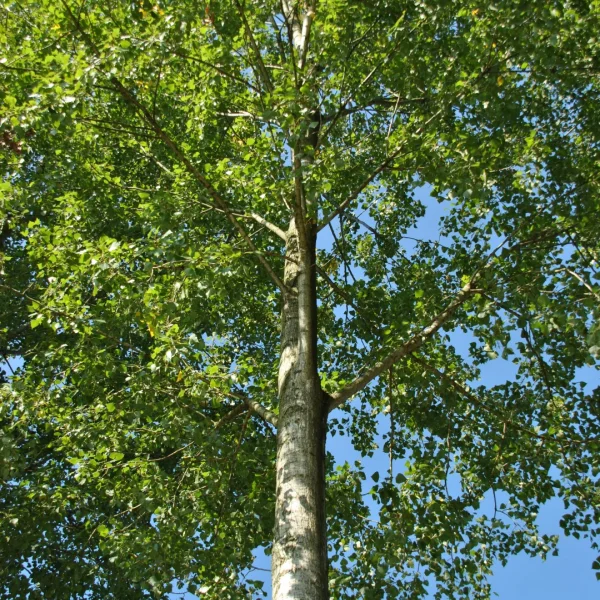 Populus ×canadensis 'Robusta' – Canada-populier (cv)