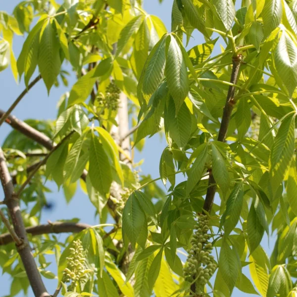 Aesculus glabra leucodermis – Gladde pavia (cv)