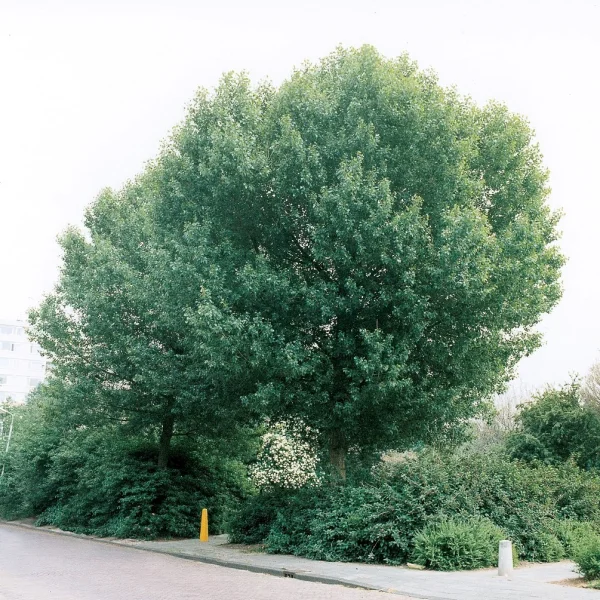 Populus nigra 'Brandaris' – Europese zwarte populier (cv)