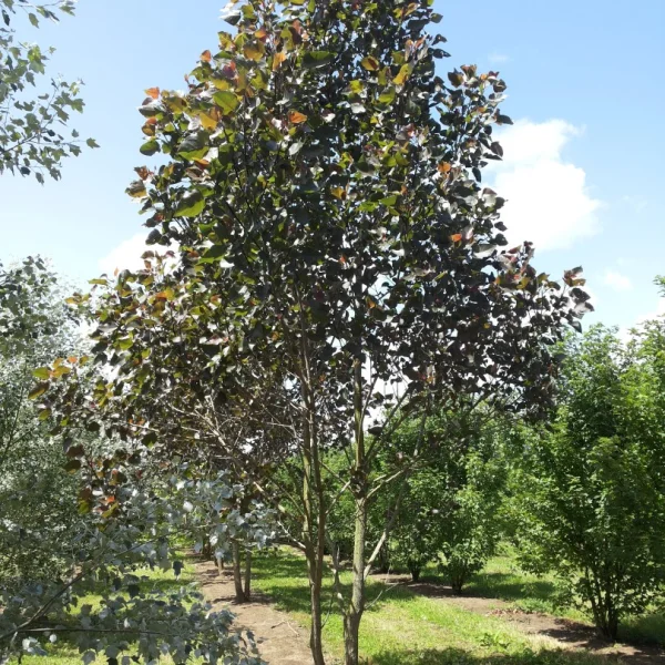 Populus nigra 'Sannae' – Europese zwarte populier (cv)